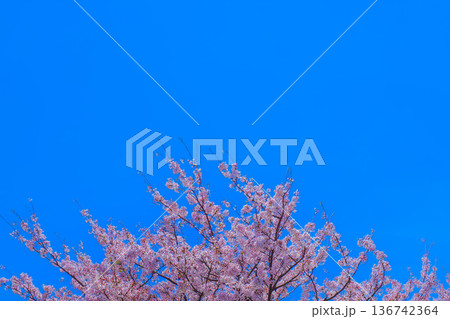 春の青空に映える桜の枝と花びら 136742364