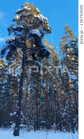 Winter forest with pine trees and snow Winter forest with pine trees and snow 136742680
