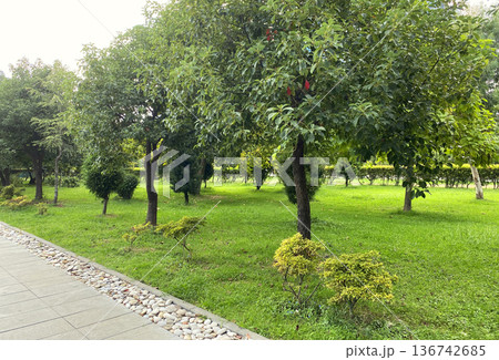 Beautiful natural park, trees and green grass 136742685