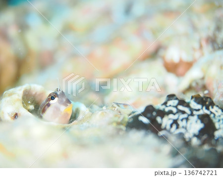 穴から顔を出すカエルウオ 136742721