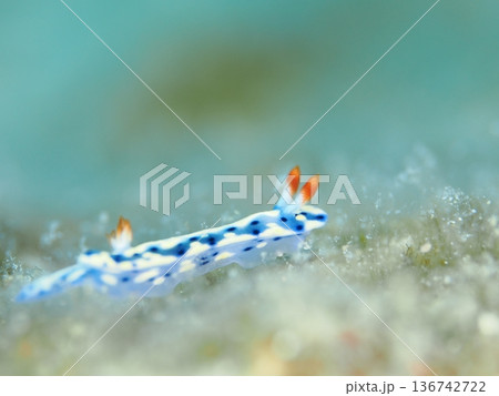 海を歩くウミウシ 海を歩くウミウシ 136742722