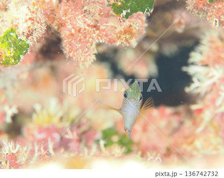 かわいい魚の正面顔 かわいい魚の正面顔 136742732