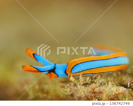 綺麗な色のウミウシ 綺麗な色のウミウシ 136742749