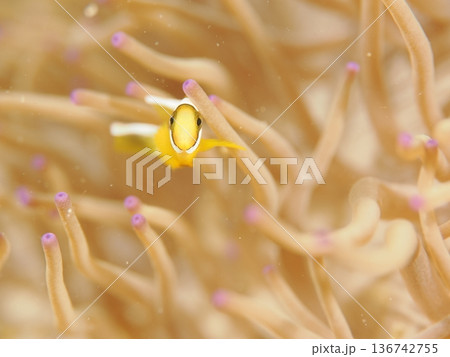 イソギンチャクで泳ぐ小さなクマノミ 136742755