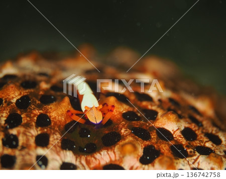 綺麗なヒトデの上にいるウミウシカクレエビ 綺麗なヒトデの上にいるウミウシカクレエビ 136742758