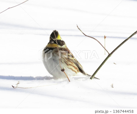 雪景色の中のミヤマホオジオの雄 136744458