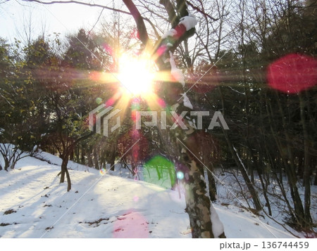 太陽が差し込む雪景色 136744459