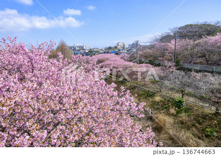 神奈川県 三浦海岸桜まつり 河津桜 京急線沿い 神奈川県 三浦海岸桜まつり 河津桜 京急線沿い 136744663