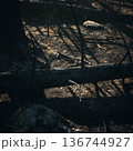 fallen log crossing sunlit forest floor, decaying timber forming natural bridge over leaf litter, dappled sunlight filtering through tall pines, subtle lichen 136744927
