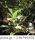 young green plant in shaded garden bed with glossy broad leaves catching dappled sunlight, rich dark soil and surrounding leaf litter, humid undergrowth mood, 136744936