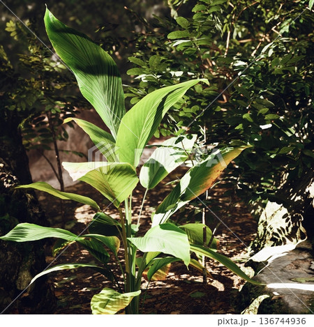 young green plant in shaded garden bed with glossy broad leaves catching dappled sunlight, rich dark soil and surrounding leaf litter, humid undergrowth mood, 136744936