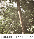 Close up tree trunk with lush leaves and textured bark, dense leafy backdrop, subtle shade and natural detail highlighting growth patterns and organic texture 136744938