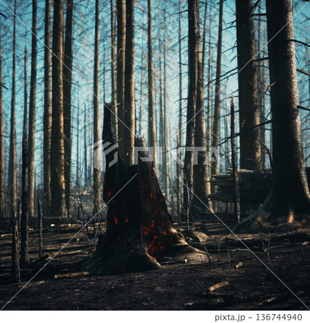 charred stump emitting faint ember glow from hollow core, surrounding trunks rise like silhouettes against cold light, eerie atmosphere captured 136744940