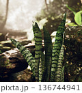 Intimate closeup of sansevieria leaf pattern, sharp foreground leaves with banded stripes, blurred forest path backdrop, soft afternoon glow, vertical 136744941