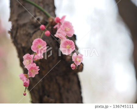 城南宮の梅園に咲く梅の花 城南宮の梅園に咲く梅の花 136745111