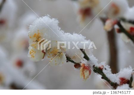 冠雪の白梅 冠雪の白梅 136745177