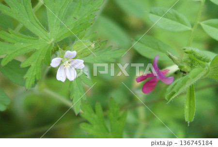可憐な雑草の花・アメリカフウロ・カラスノエンドウ 136745184