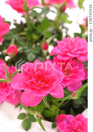 ミニバラ ピンク色の薔薇の花 明るい背景 ミニバラ ピンク色の薔薇の花 明るい背景 136745416