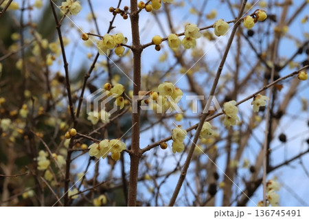 冬の公園に咲く黄色いロウバイの花 136745491