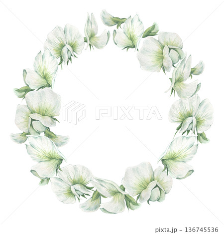 Round and lush wreath frame with of white flowers of garden peas. Hand-drawn watercolor illustration isolated on white background. Perfect for postcards, invitations, wedding polygraph, table textile Round and lush wreath frame with of white flowers of garden peas. Hand-drawn watercolor illustration isolated on white background. Perfect for postcards, invitations, wedding polygraph, table textile 136745536