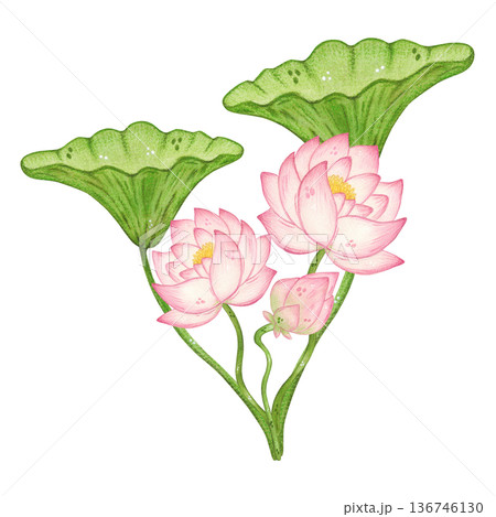 A bouquet of lotus flowers and leaves. Hand-drawn watercolor illustration, cartoon. Design for posters, stickers, and prints. Nature, plant, China, India, yoga, legend 136746130