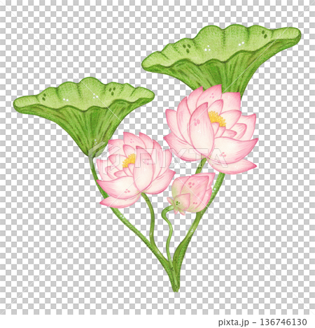 A bouquet of lotus flowers and leaves. Hand-drawn watercolor illustration, cartoon. Design for posters, stickers, and prints. Nature, plant, China, India, yoga, legend 136746130