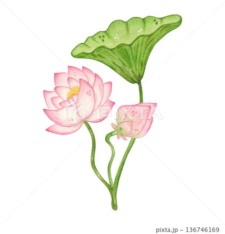 A composition of lotus flowers and leaves. Hand-drawn watercolor illustration, cartoon. Design for posters, stickers, and prints. Nature, plant, China, India, yoga, legend A composition of lotus flowers and leaves. Hand-drawn watercolor illustration, cartoon. Design for posters, stickers, and prints. Nature, plant, China, India, yoga, legend 136746169