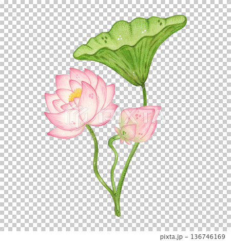 A composition of lotus flowers and leaves. Hand-drawn watercolor illustration, cartoon. Design for posters, stickers, and prints. Nature, plant, China, India, yoga, legend A composition of lotus flowers and leaves. Hand-drawn watercolor illustration, cartoon. Design for posters, stickers, and prints. Nature, plant, China, India, yoga, legend 136746169