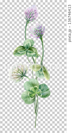 Delicate bouquet of Shamrock leaves,symbol of power in herbal medicine,womens health supplements.Illustration in soft watercolor textures for natural remedy branding,wellness blog,supplement packaging 136746413