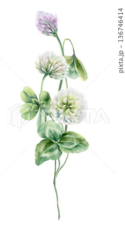 Graceful,winding clover branches with three leafs,delicate white lavender blossoms.Soft watercolor hand drawn illustration for nature themed branding,wedding decor,herbal packaging Graceful,winding clover branches with three leafs,delicate white lavender blossoms.Soft watercolor hand drawn illustration for nature themed branding,wedding decor,herbal packaging 136746414