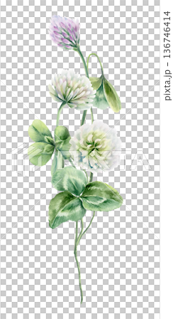 Graceful,winding clover branches with three leafs,delicate white lavender blossoms.Soft watercolor hand drawn illustration for nature themed branding,wedding decor,herbal packaging Graceful,winding clover branches with three leafs,delicate white lavender blossoms.Soft watercolor hand drawn illustration for nature themed branding,wedding decor,herbal packaging 136746414