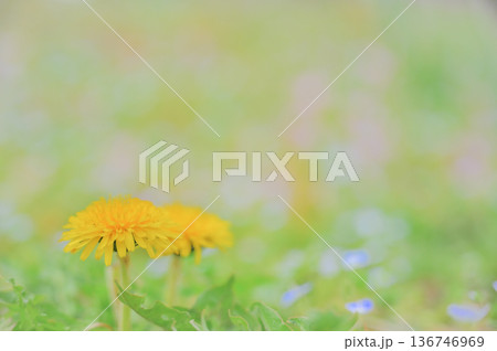 たんぽぽと春の草花 背景ボケ たんぽぽと春の草花 背景ボケ 136746969