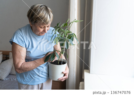 Senior woman gently holding potted houseplant, tending to green leaves and embracing hobby in cozy home. Indoor gardening, mindfulness, and connection with nature in the personal space Senior woman gently holding potted houseplant, tending to green leaves and embracing hobby in cozy home. Indoor gardening, mindfulness, and connection with nature in the personal space 136747076