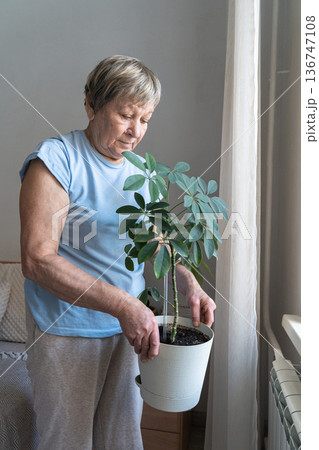 Senior woman gently holding potted houseplant, tending to green leaves and embracing hobby in cozy home. Indoor gardening, mindfulness, and connection with nature in the personal space Senior woman gently holding potted houseplant, tending to green leaves and embracing hobby in cozy home. Indoor gardening, mindfulness, and connection with nature in the personal space 136747108
