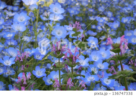 青いネモフィラ 青いネモフィラ 136747338