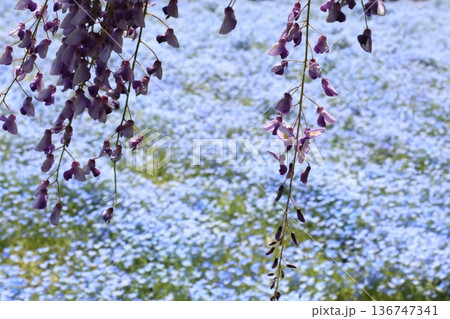 藤の花とネモフィラの背景 藤の花とネモフィラの背景 136747341