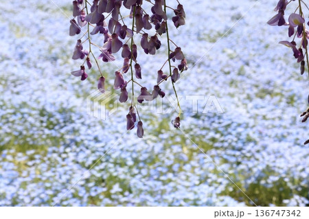 藤の花とネモフィラの背景 藤の花とネモフィラの背景 136747342