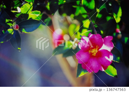 逆光に輝くサザンカ（山茶花）の花と玉ボケ 冬の自然風景 136747563