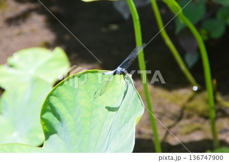 オオシオカラトンボ(オス)（埼玉県小川町） 136747900