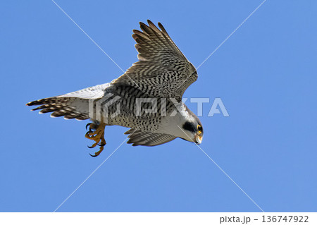 風に乗りながら獲物を探すハヤブサ 風に乗りながら獲物を探すハヤブサ 136747922