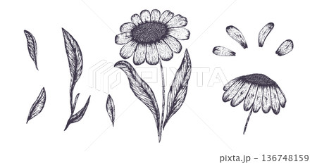 Set of hand drawn textured engraved chamomile flowers and leaves. Sketch vector grunge daisy floral blossoms and grass elements, symbols for linear pattern design, greeting card, logo, tattoo Set of hand drawn textured engraved chamomile flowers and leaves. Sketch vector grunge daisy floral blossoms and grass elements, symbols for linear pattern design, greeting card, logo, tattoo 136748159