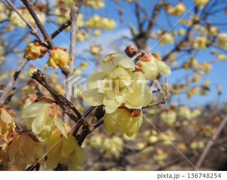 ソシンロウバイの花 136748254