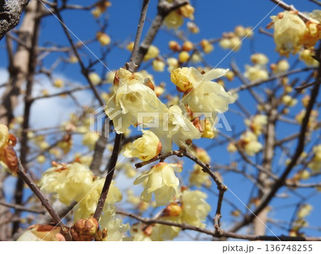 ソシンロウバイの花 ソシンロウバイの花 136748255