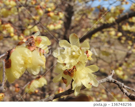 ソシンロウバイの花 136748256