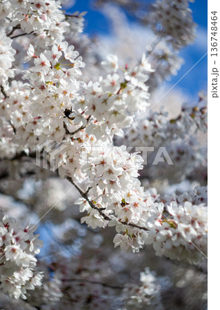 View of a bumblebee sitting on a blossoming sakura branch View of a bumblebee sitting on a blossoming sakura branch 136748464