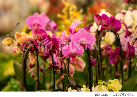 View of many purple, yellow, white orchid flowers. Flowers for the interior 136748473