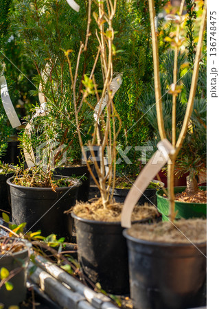 View of various potted flowers on display in a store 136748475