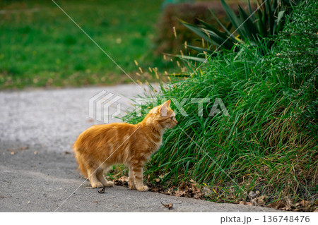 Red kitten walks along the street alone 136748476