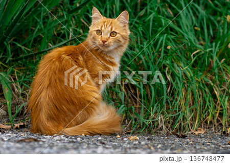 Red kitten walks along the street alone 136748477