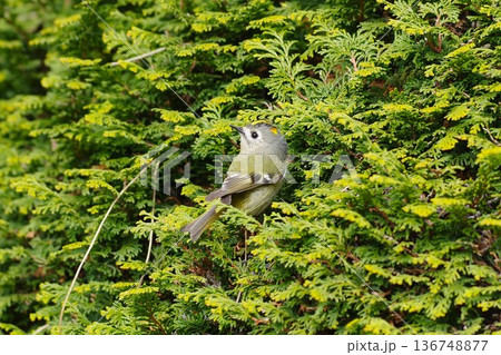 キクイタダキ キクイタダキ 136748877